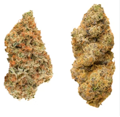 Taster Series Variety Pack